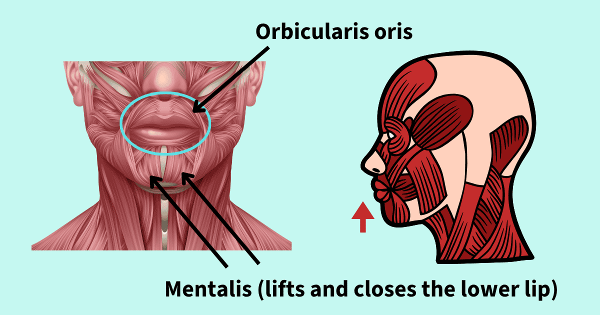 The orbicularis oris and the mentalis, the muscle that bunches the chin