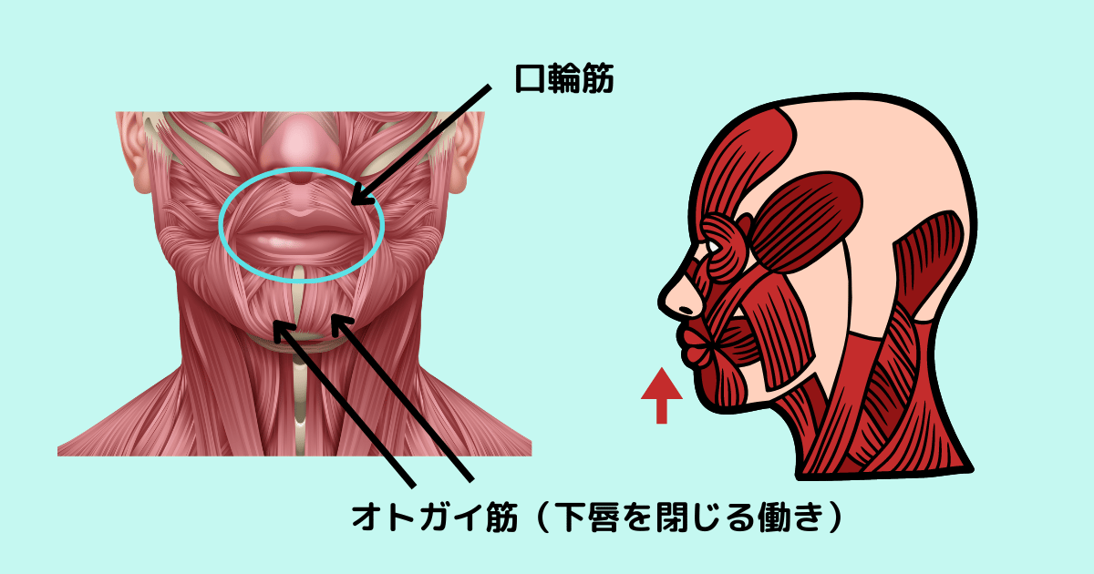 オトガイ筋に力が入りすぎると梅干しができる説明図